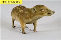 Formosan Wild Boar Collection Image, Figure 8, Total 19 Figures